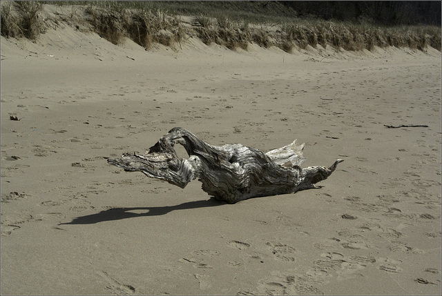 A Log on the Beach