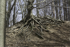 It Takes Serious Roots to Live on a Sand Dune