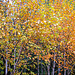 Autumn  Jacquemontii Birch Trees