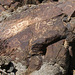 Petroglyph (090427)