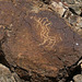 Petroglyph (090711)