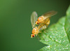 Tiny Flies Making Tinier Flies