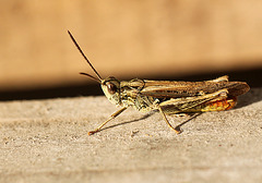 Patio Life: Common Field Grasshopper