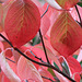 Pink Flowering Dogwood in the fall