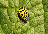 22 Spot Ladybird