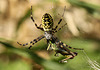 Wasp Spider with Lunch