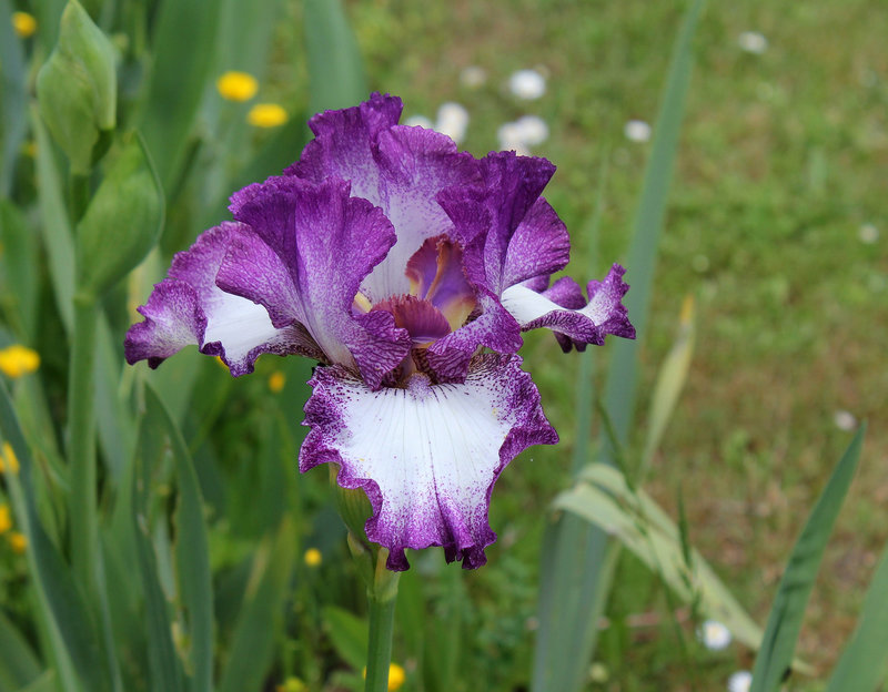 Iris 'Mariposa Autumn '-002