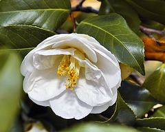 "Leucantha" Japanese Camellia – Asian Collection, National Arboretum, Washington D.C.