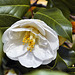 "Leucantha" Japanese Camellia – Asian Collection, National Arboretum, Washington D.C.