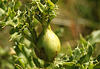 Thistle Gall