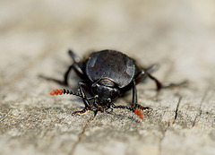 Burying Beetle Looking At You