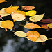Birch Leaves on the Pond