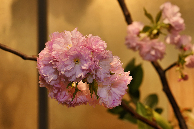 Cherry Branch – Ikebana Exhibition, National Arboretum, Washington D.C.
