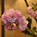 Cherry Branch – Ikebana Exhibition, National Arboretum, Washington D.C.
