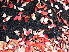Japanese Stewartia Leaves