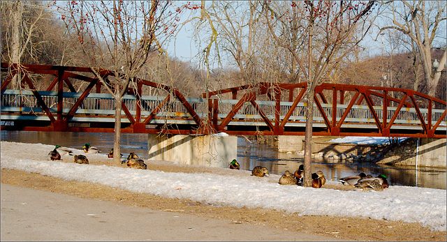 Ducks and the Island Park Bridge