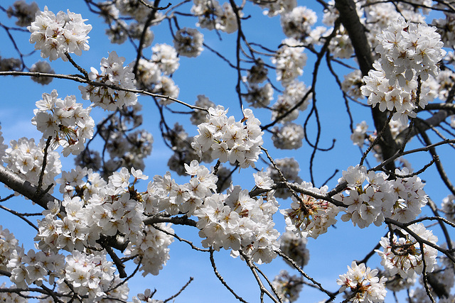 Yoshino Cherry Blossoms – National Arboretum, Washington D.C.