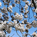 Yoshino Cherry Blossoms – National Arboretum, Washington D.C.