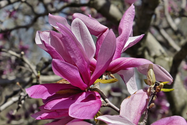 Pink Magnolia – National Arboretum, Washington D.C.