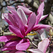 Pink Magnolia – National Arboretum, Washington D.C.