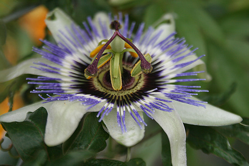 A Flower Along the Path