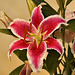 Stargazer Lily – Ikebana Exhibition, National Arboretum, Washington D.C.