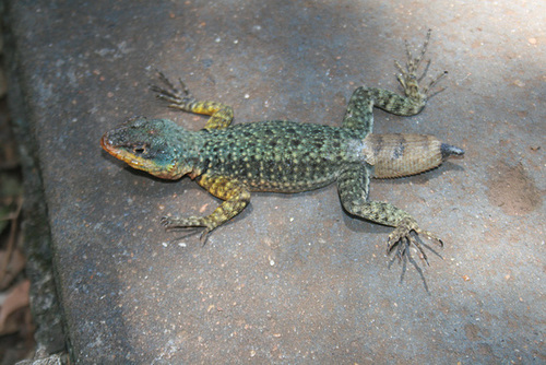 Lizard Pretending to Fly