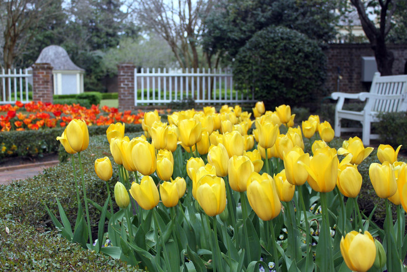 Tulips, Carraway Garden