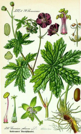 Illustration Geranium phaeum