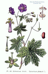 Geranium phaeum L