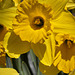 Daffodils – National Arboretum, Washington DC