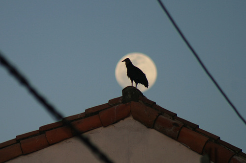 Luna Llena