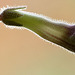 streptocarpus bud