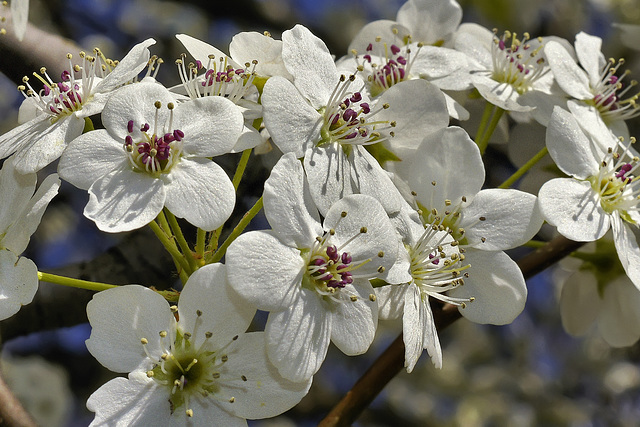 Bradford Pear Blossoms – Greenbelt, Maryland