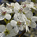 Bradford Pear Blossoms – Greenbelt, Maryland