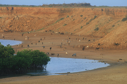 Beach Goats