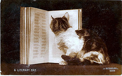A Literary Cat