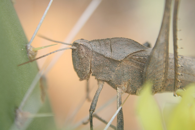 Locust - Close-up