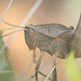 Locust - Close-up