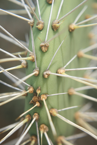 Cactus Spines