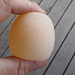 soft shell egg