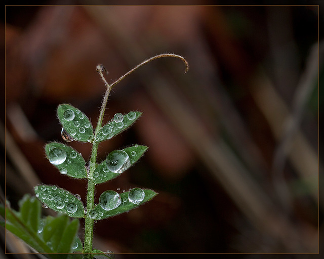 Peavine Leaves with Droplets