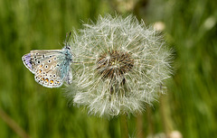 Common Blue on Puff Ball