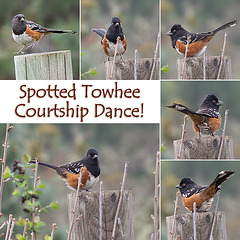 Spotted Towhee Courtship Dance!