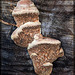 Shelf Fungus on a Stump