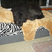 Fonzie & his beloved teddy rug