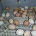 first big batch of incubated eggs