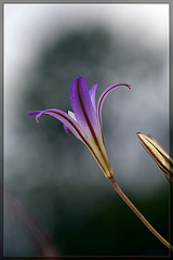 Elegant Cluster-lily: The 143rd Flower of Spring & Summer! (5 more pix below!) (Explore #48)
