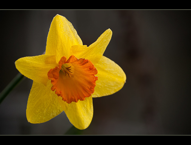 Orange-Cupped Daffodil (1 more picture below)