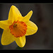 Orange-Cupped Daffodil (1 more picture below)